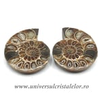 Amoniti cleoniceras pereche