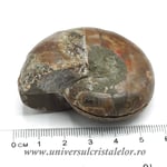 Amoniti cleoniceras pereche