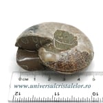 Amoniti cleoniceras pereche