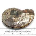 Amoniti cleoniceras pereche