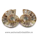 Amoniti cleoniceras pereche