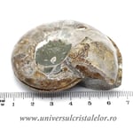 Amoniti cleoniceras pereche