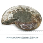 Amoniti cleoniceras pereche