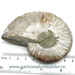 Amoniti cleoniceras pereche