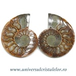 Amoniti cleoniceras pereche