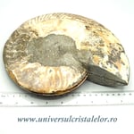 Amoniti cleoniceras pereche