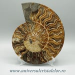 Amoniti cleoniceras pereche