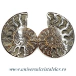 Amoniti cleoniceras pereche