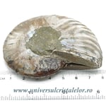 Amoniti pereche cleoniceras