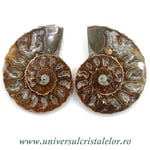 Amoniti cleoniceras pereche