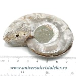 Amoniti cleoniceras pereche