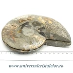 Amoniti cleoniceras pereche