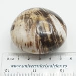 Lemn pietrificat polisat