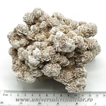 Trandafirul desertului