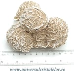 Trandafirul desertului