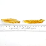 Copal (Chihlimbar tanar)