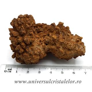 Coprolit broasca testoasa preistorica