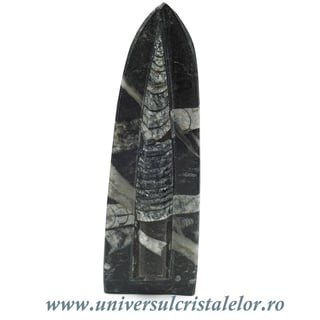 Orthoceras placa cu baza