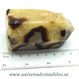 Septaria varf cu baza