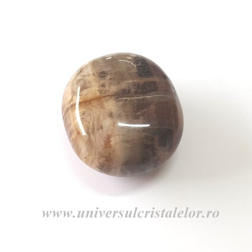 Lemn pietrificat polisat