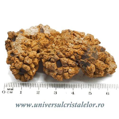 Coprolit broasca testoasa preistorica