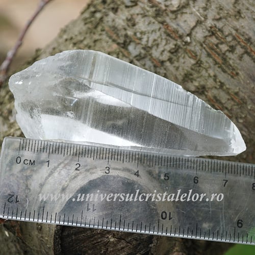 Cuart lemurian