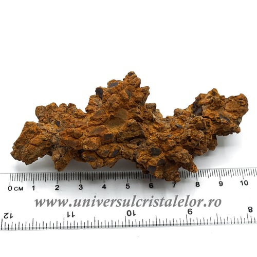 Coprolit broasca testoasa preistorica