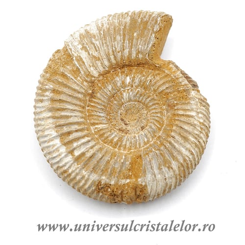 Amonit perisphinctes