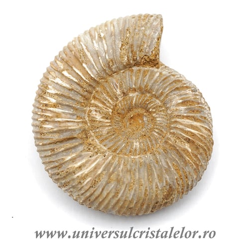 Amonit perisphinctes