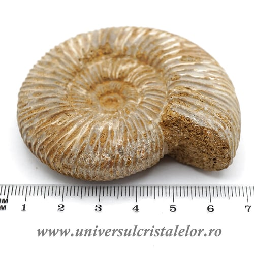 Amonit perisphinctes