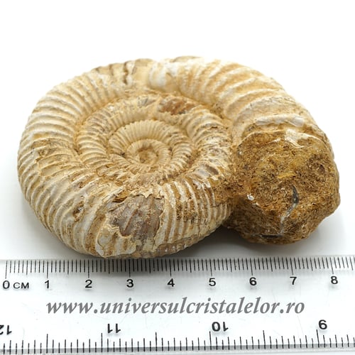 Amonit perisphinctes