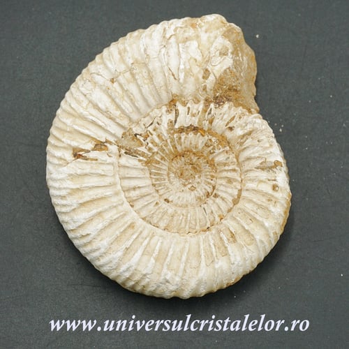 Amonit perisphinctes