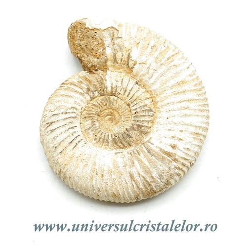 Amonit perisphinctes