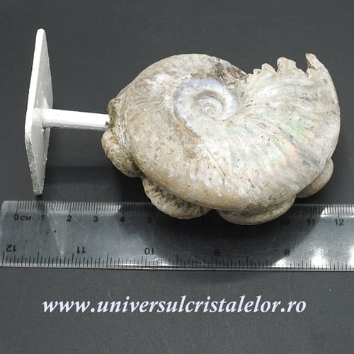 Amonit cleoniceras pe suport pe metal