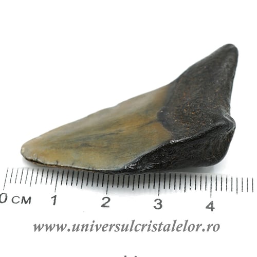 Dinte Megalodon