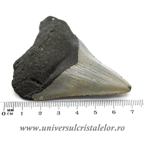 Dinte Megalodon