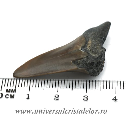 Dinte Megalodon