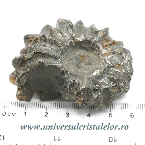 Amonit douvilleiceras slefuit