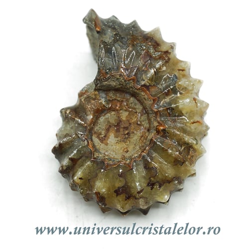 Amonit douvilleiceras slefuit