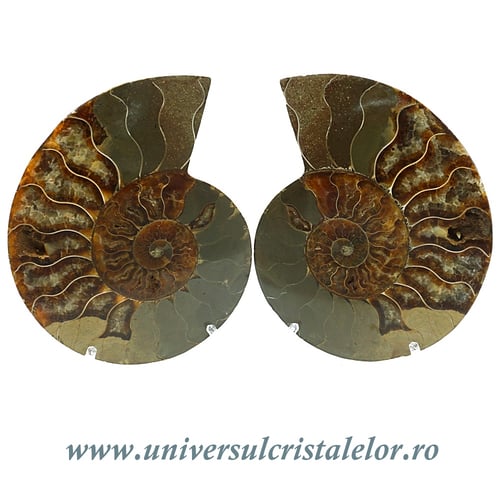 Amoniti cleoniceras pereche