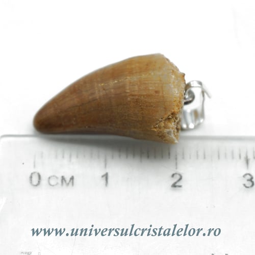 Pandantiv dinte mosasaur