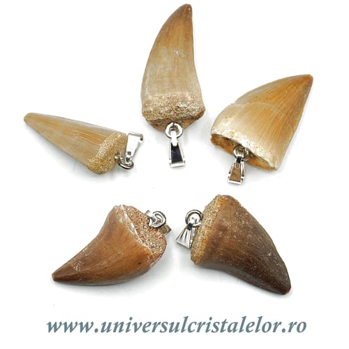 Pandantiv dinte mosasaur