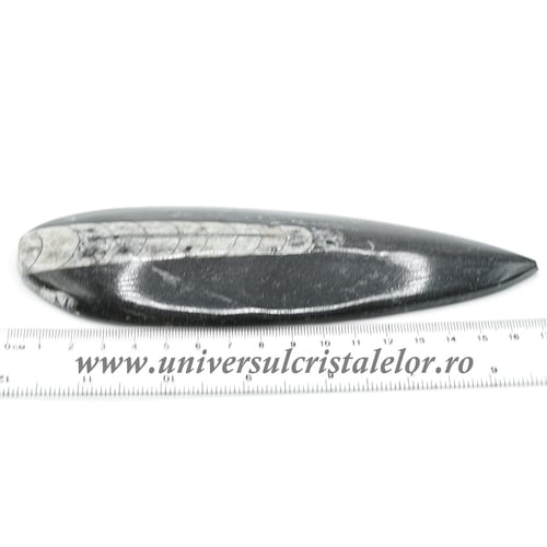 Orthoceras