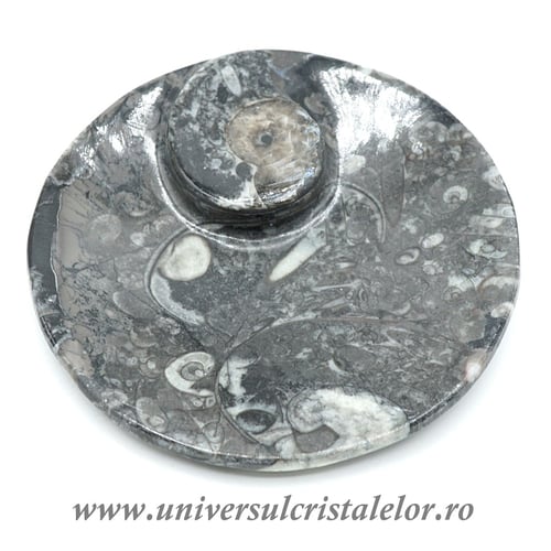 Orthoceras bol rotund