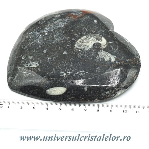 Orthoceras bol inima