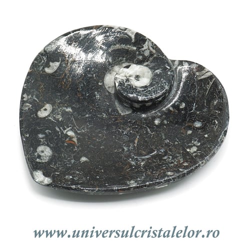 Orthoceras bol inima