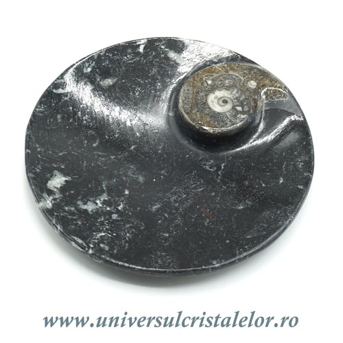 Orthoceras bol rotund