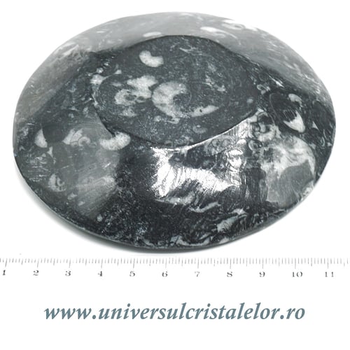 Orthoceras bol rotund