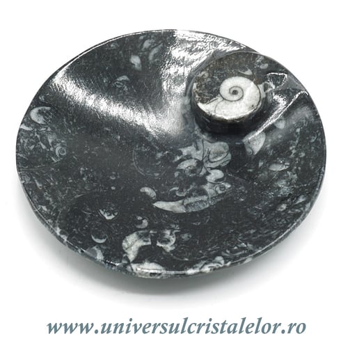 Orthoceras bol rotund