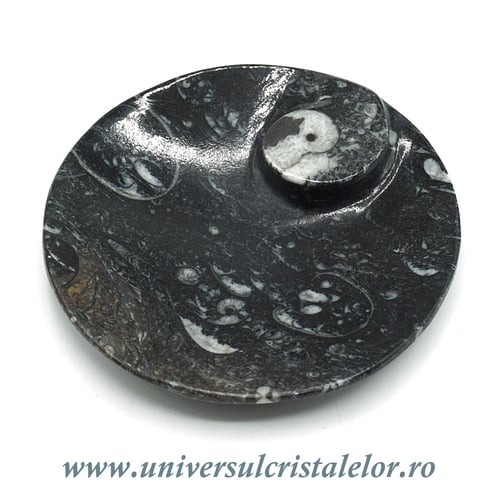 Orthoceras bol rotund